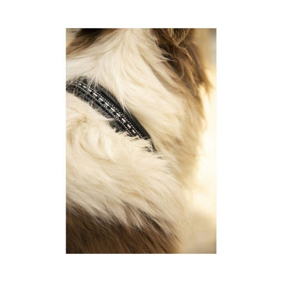 Penelope Point Sellier Dog Collar
