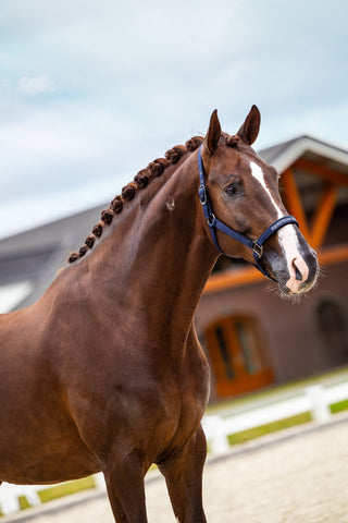 Equestrian Stockholm Line Halter