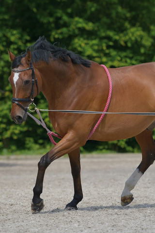 Waldhausen Lunging Aid