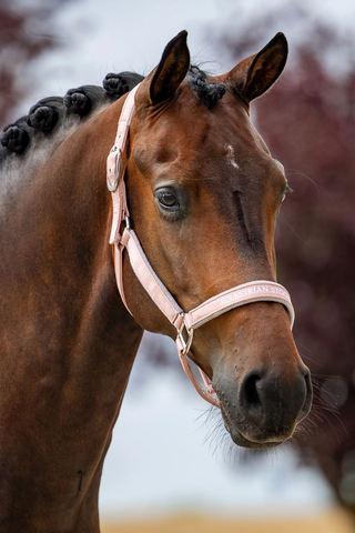Equestrian Stockholm Line Halter