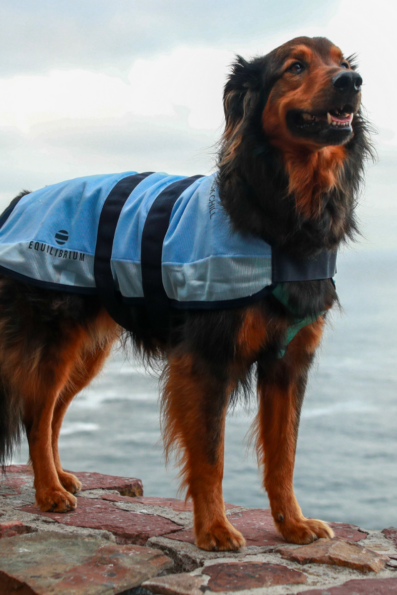 Equilibrium Quick Chill Cooling Rug for Dogs – Horse in the Box