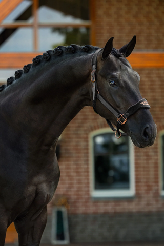 Equestrian Stockholm Anatomical Fleece Halter Black Blush