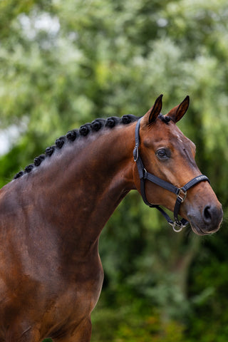 Equestrian Stockholm Line Halter