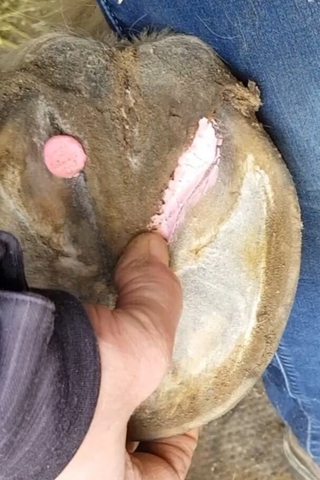 The Hoof Co Beeswax Pink Balls Frog & Hoof Crevice Wax