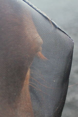 Woof Wear Ride On Flymask