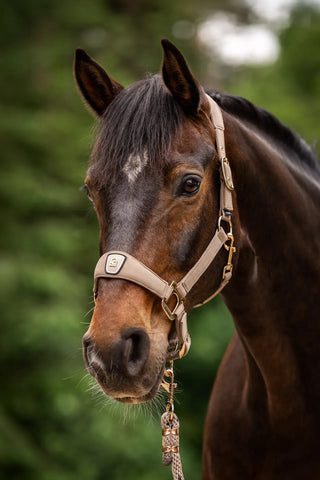 Cavallo CavalPawel Halter