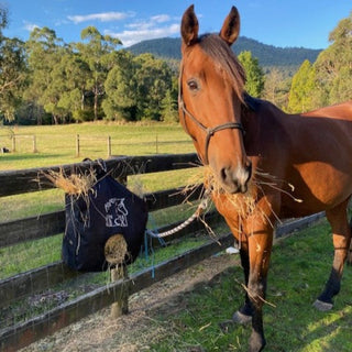 Horse in the Box Hay Bag
