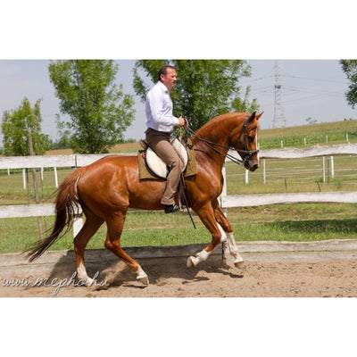 Traditional Hungarian All Around Saddle