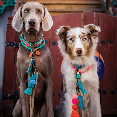 Dog with a Mission Lola Canvas Collar with Rainbow Trim