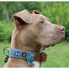 Dog with a Mission Boho Juan Fringed Dog Collar BLUE