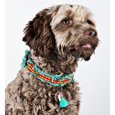 Dog with a Mission Lola Canvas Collar with Rainbow Trim