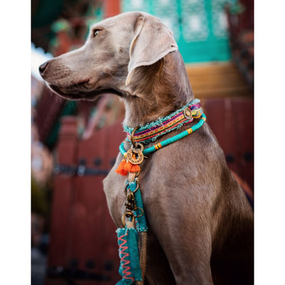 Dog with a Mission Lola Canvas Collar with Rainbow Trim