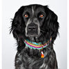 Dog with a Mission Lola Canvas Collar with Rainbow Trim