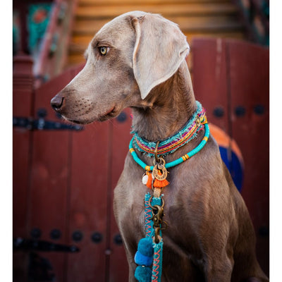 Dog with a Mission Lola Canvas Collar with Rainbow Trim