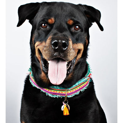 Dog with a Mission Lola Canvas Collar with Rainbow Trim