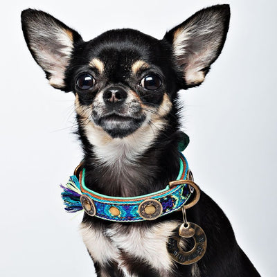 Dog with a Mission Boho Juan Fringed Dog Collar BLUE