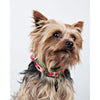 Dog with a Mission Boho Rosa Fringed Dog Collar PINK