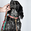 Dog with a Mission Boho Rosa Fringed Dog Collar PINK