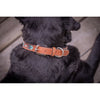 Penelope Pearl Leather Dog Collar