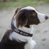 Penelope Pearl Leather Dog Collar