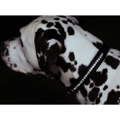 Equestrian Stockholm Black Edition Dog Collar
