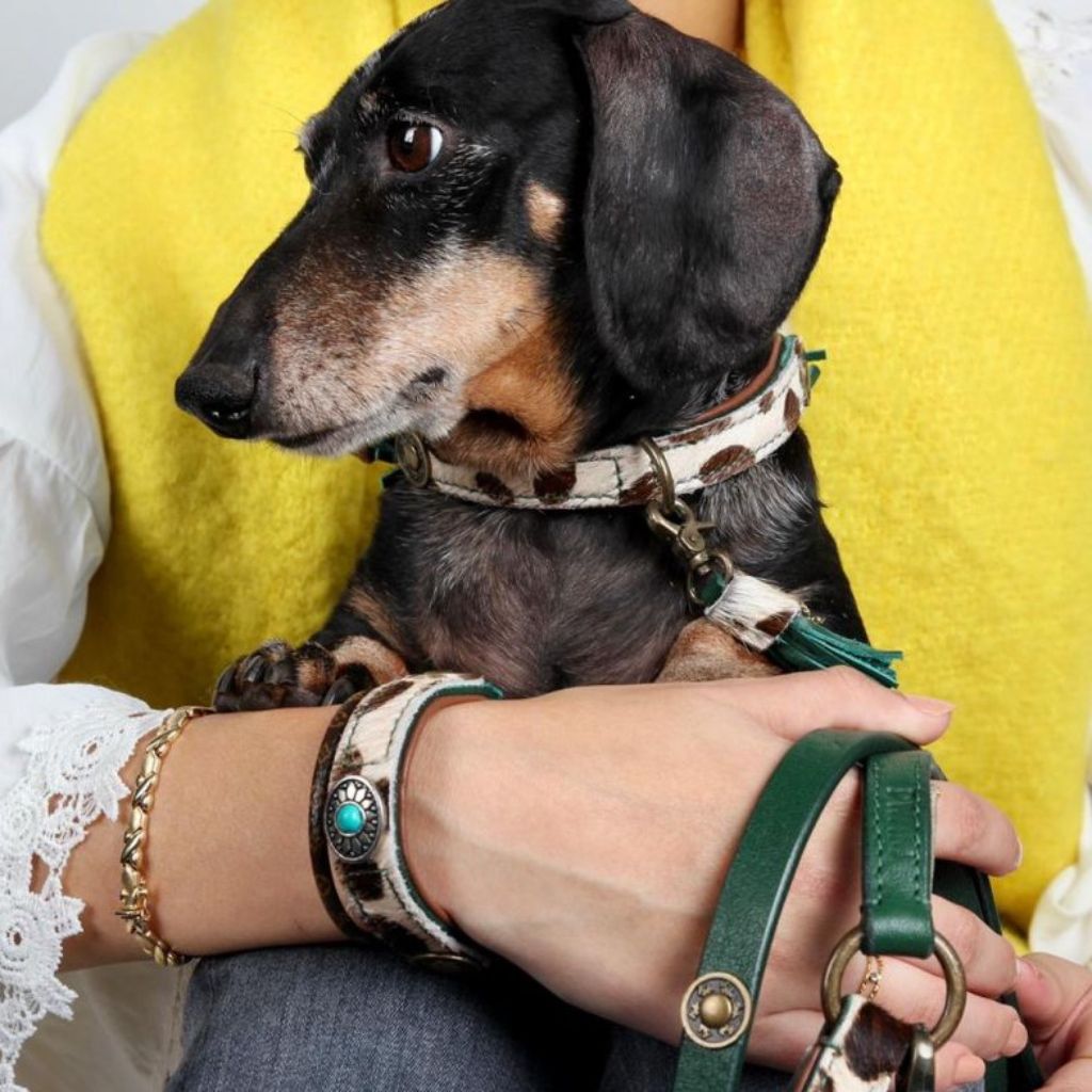 Dog with a Mission Ivy Collar1