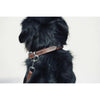 Penelope Point Sellier Dog Collar