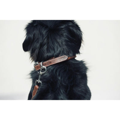 Penelope Point Sellier Dog Collar