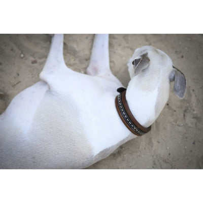 Penelope Point Sellier Dog Collar