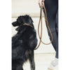 Penelope Point Sellier Dog Collar