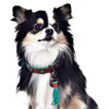 Dog with a Mission Urban Collar Brown with Turquoise