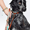 Dog with a Mission Urban Collar Brown with Turquoise